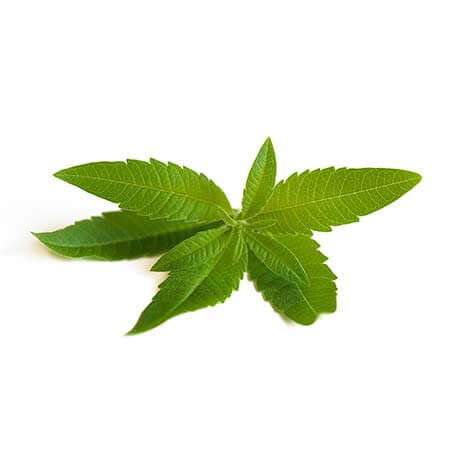 lemon verbena