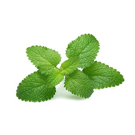 Lemon balm leaves