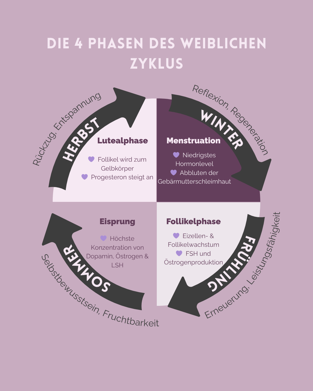 Grafische Darstellung der vier Phasen des weiblichen Zyklus – Menstruation, Follikelphase, Eisprung und Lutealphase – im Jahreszeitenmodell mit hormonellen Merkmalen.